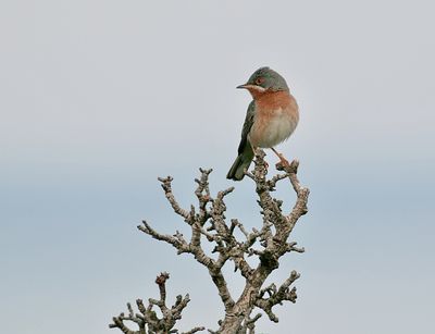 Balkanbaardgrasmus (Eastern Subalpine Warbler)