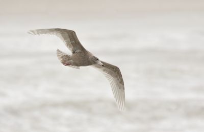 Grote Burgemeester (Glaucous Gull)