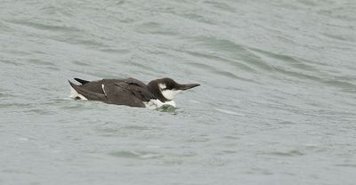Zeekoet (Common Guillemot)