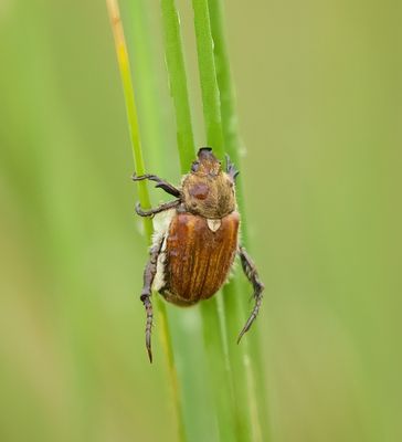 IMG_6400-SharpenAI-Focus.jpg