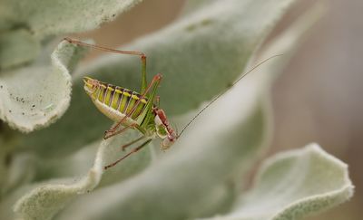 Poecilimon mytelenensis (Endemic grasshopper from Lesvos)