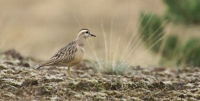 Morinelplevier (Eurasian Dotterel)