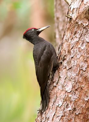 Zwarte Specht (Black Woodpecker)