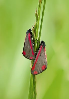 Sint-jacobsvlinder (Tyria jacobaeae) - Cinnabar moth