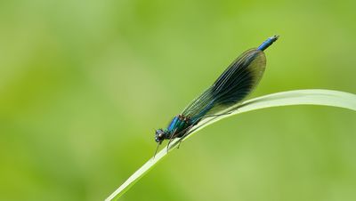 Weidebeekjuffer (Calopteryx splendens) - Banded demoiselle