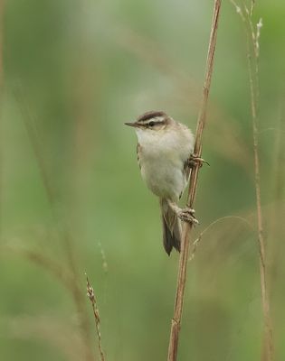 Rietzanger (Sedge Warbler)