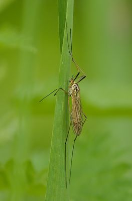 Tijgerlangpootmug sp. (Nephrotoma sp.)