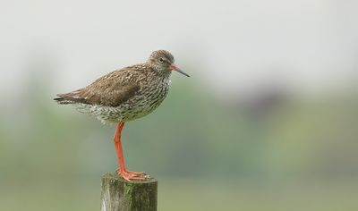 Tureluur (Common Redshank)