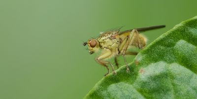 Strontvlieg (Scathophaga stercoraria) - Yellow Dung Fly