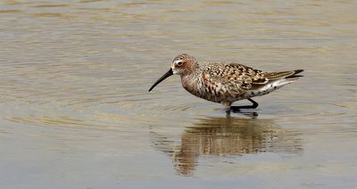 Krombekstrandloper (Curlew Sandpiper)