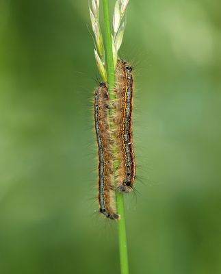 Ringelrups (Malacosoma neustria) - Lackey moth