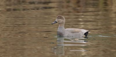 Krakeend (Gadwall)