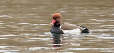 Krooneend (Red-crested Pochard)
