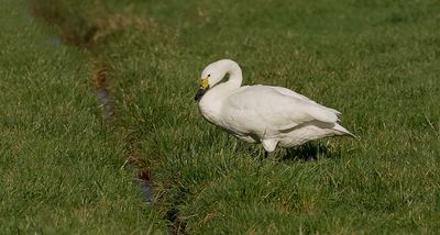 Kleine Zwaan (Bewick's Swan)