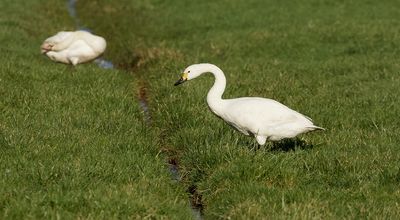 Kleine Zwaan (Bewick's Swan)