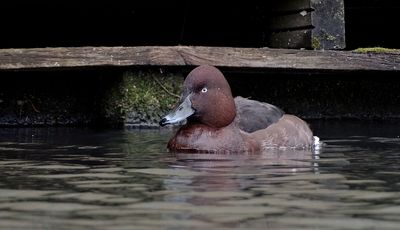 Witoogeend (Ferruginous Duck)