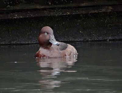 Witoogeend (Ferruginous Duck)