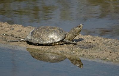 Europese Moerasschildpad (European Pond Terrapin)