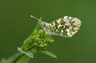 Oranjetipje (Anthocharis cardamines)
