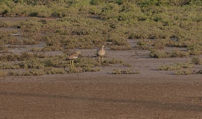 Griel (Stone Curlew)