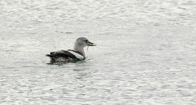 Zwarte Zeekoet (Black Guillemot)