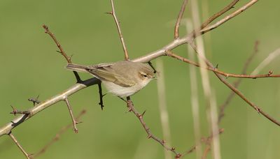 Siberische Tjiftjaf (Siberian Chiffchaff)