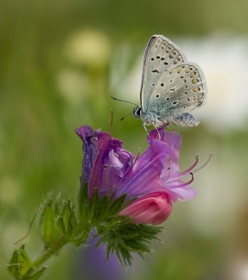 Icarusblauwtje (Polyommatus icarus) - Common blue
