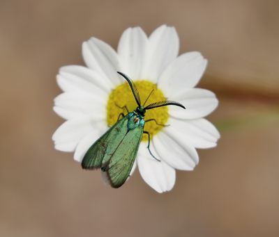 Metaalvlinder (Adscita statices) - Green Forester