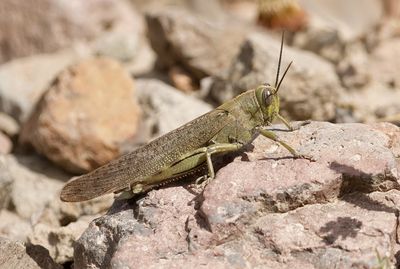 Egyptische- of Bloemkoolsprinkhaan (Anacridium aegyptium) - Egyptian Locust