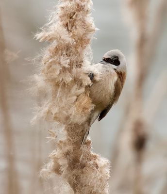 Buidelmees (Eurasian Penduline Tit)