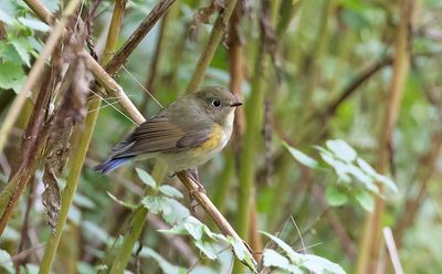 Blauwstaart (Red-flanked Bluetail)