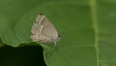 Eikenpage (Favonius quercus) - Purple hairstreak