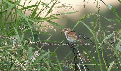 Grauwe Klauwier (Red-backed Shrike)