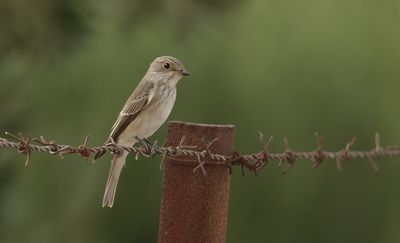 Grauwe Vliegenvanger (Spotted Flycatcher)