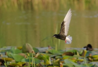 Witvleugelstern (White-winged Black Tern)
