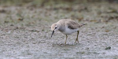 Kanoet (Red Knot)