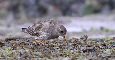 Paarse Strandloper (Purple Sandpiper)