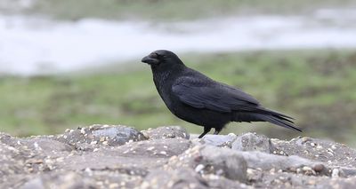 Zwarte Kraai (Carrion Crow)