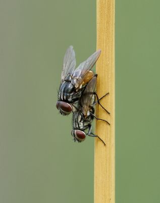 Herfstvliegen (Musca autumnalis) - Face Flies