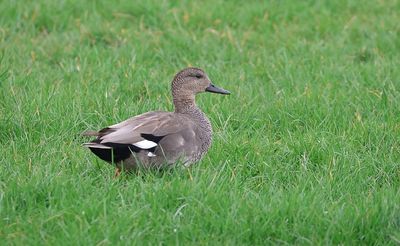 Krakeend (Gadwall)