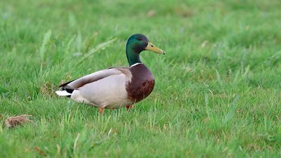 Wilde Eend (Mallard)