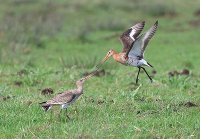 Grutto (Black-tailed Godwit)