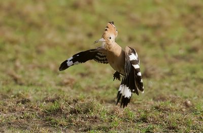 Hop (Eurasian Hoopoe)