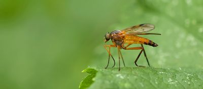 Ongevlekte Snipvlieg (Rhagio immaculatus)