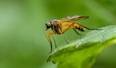 Ongevlekte Snipvlieg (Rhagio immaculatus)
