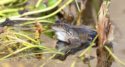 Bruine Kikker (Common Frog)