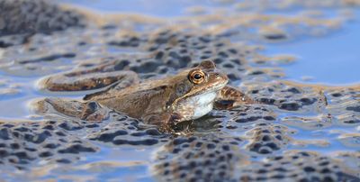 Bruine Kikker (Common Frog)