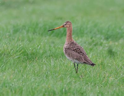 Grutto (Black-tailed Godwit)