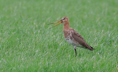 Grutto (Black-tailed Godwit)