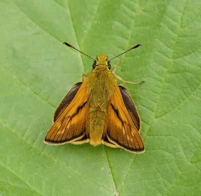 Groot Dikkopje (Ochlodes sylvanus) - Large Skipper